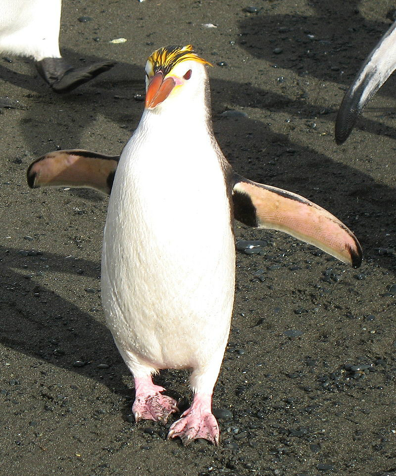 Royal Penguin皇家企鵝