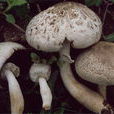 細褐鱗蘑菇