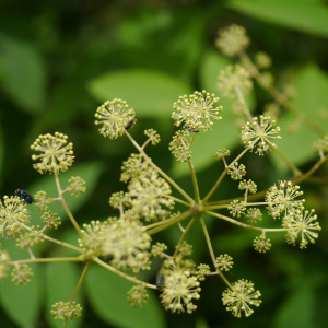 Aralia cachemirica