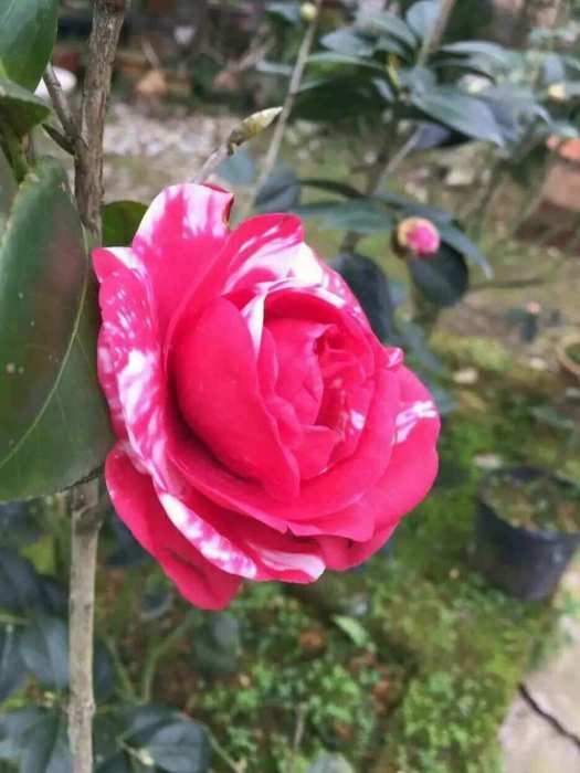 花胭脂蓮