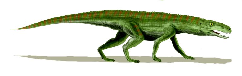 鑲嵌踝類主龍的一種--股薄鱷