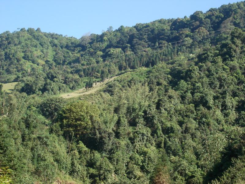 馬散村-生態林
