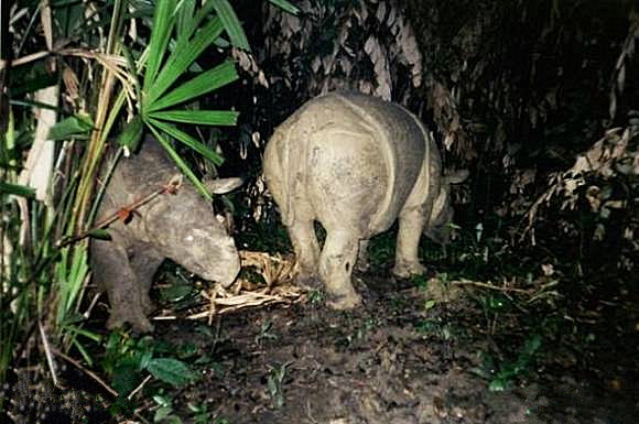 爪哇犀母子