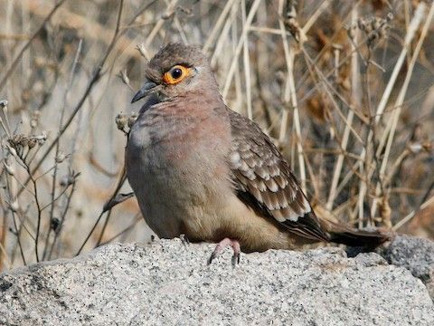 裸臉地鳩 裸臉地鳩