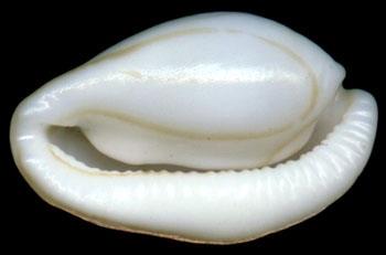 半紋海兔螺