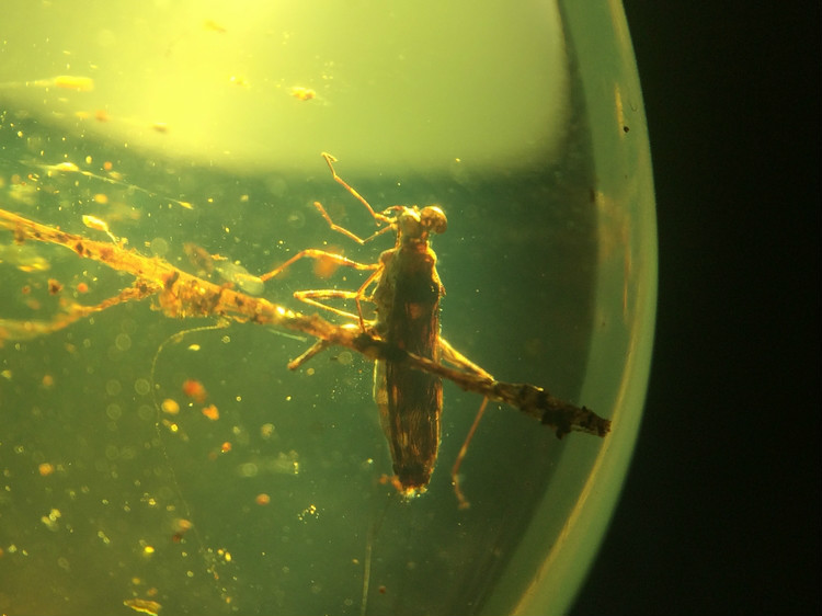 緬甸琥珀中保存完整的緣蝽成蟲