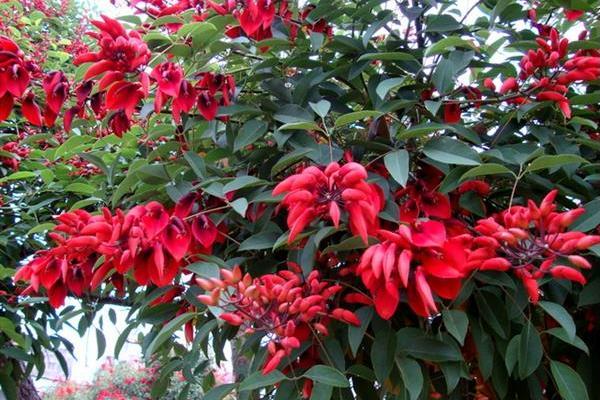 紅皮紅花 紅皮紅花