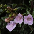 聚葉角蒿 聚葉角蒿