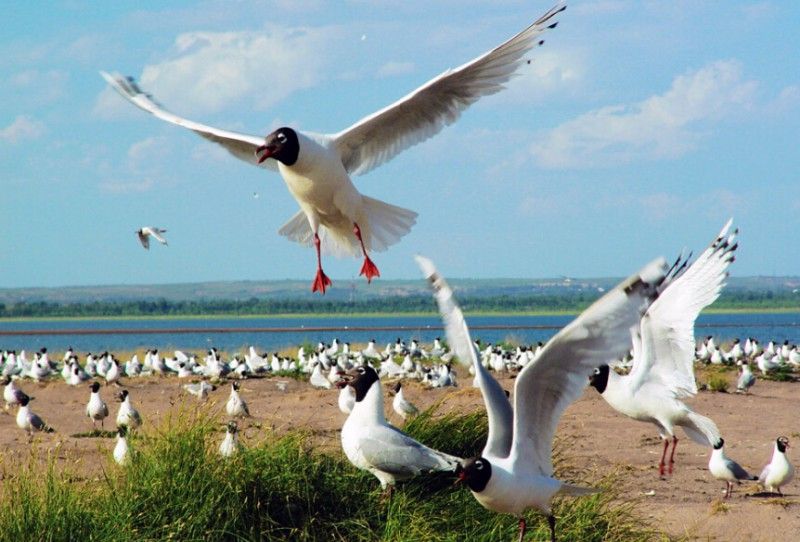 內蒙古白銀庫倫遺鷗自然保護區