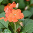 非洲鳳仙花 非洲鳳仙花