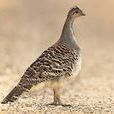 眼斑營冢鳥 眼斑營冢鳥