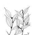 金屏連蕊茶 金屏連蕊茶