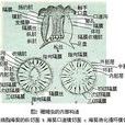 珊瑚蟲綱 珊瑚蟲綱