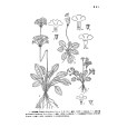 白背小報春(中藥材) 白背小報春(中藥材)