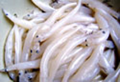 濰河銀魚