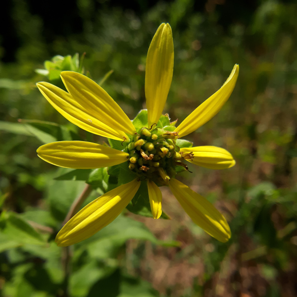 Silphium asteriscus