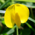 蔓花生 蔓花生