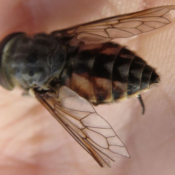 秋季虻