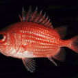 骨鱗魚 骨鱗魚