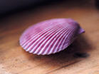 《七月的紫貝殼》