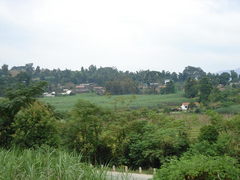 菜籽地村 菜籽地村