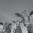 Animal Capital Animal Capital