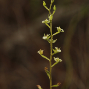 Ponthieva brittoniae