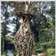 清溪園 清溪園