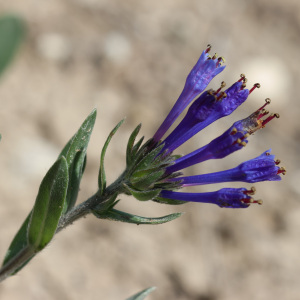 Moltkia coerulea