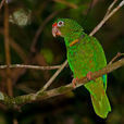 波多黎各亞馬遜鸚鵡(波多黎各鸚鵡)