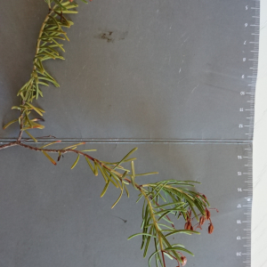 Hypericum amblyocalyx