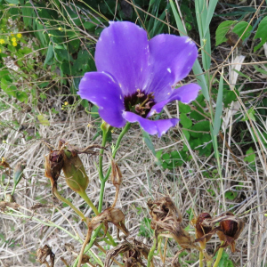 Eustoma russellianum