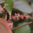 金邊紅桑