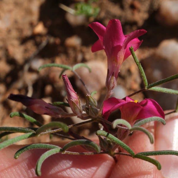 Oxalis helicoides