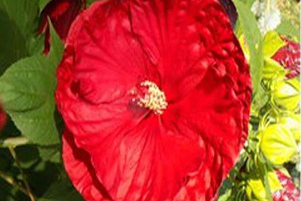 Hibiscus \x27Cranberry Crush\x27 Hibiscus \x27Cranberry Crush\x27