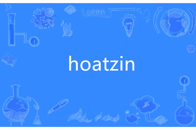 hoatzin hoatzin