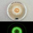 Mycena luxperpertua Mycena luxperpertua