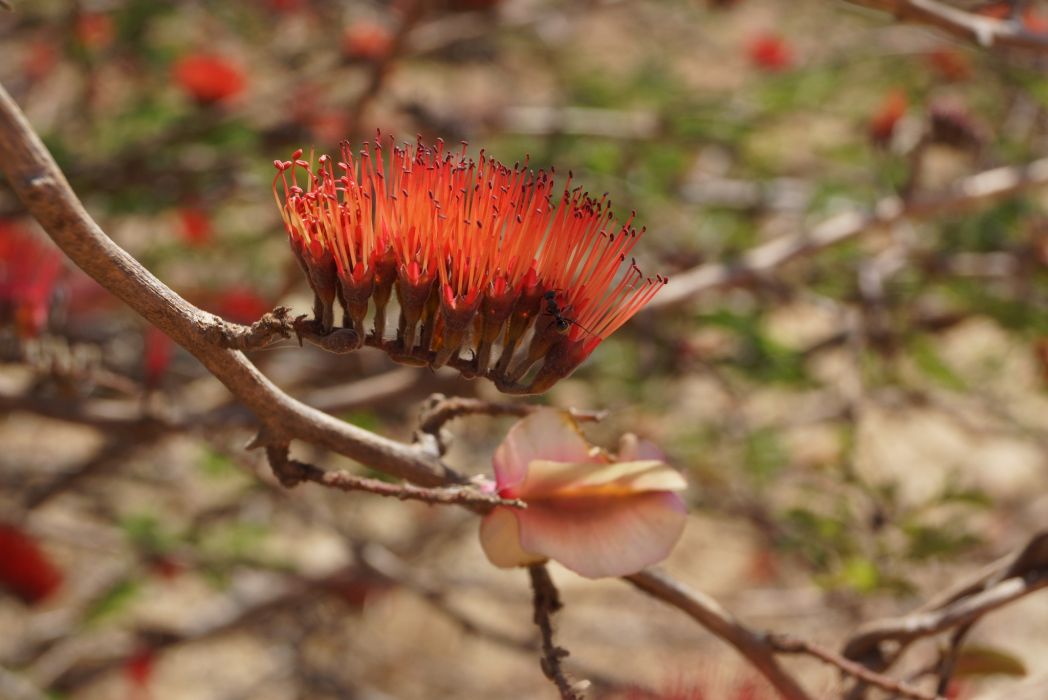 Combretum purpureiflorum