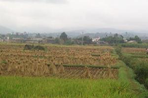 水稻種植基地