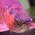 紫魚 紫魚