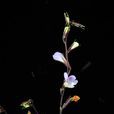 叉柱花 叉柱花