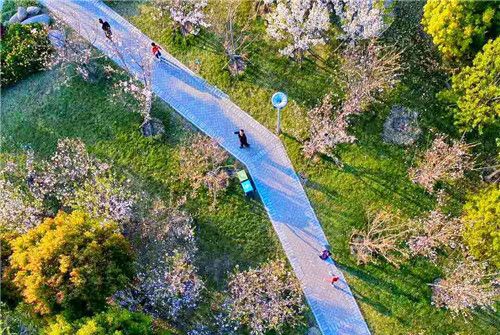 十里櫻花園 十里櫻花園