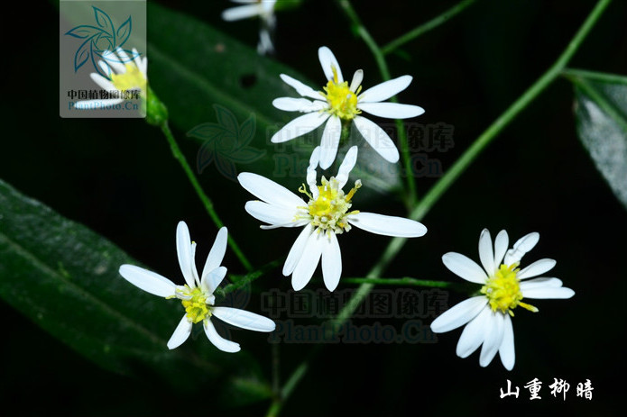 小花變種(三脈紫菀小花變種) 小花變種(三脈紫菀小花變種)