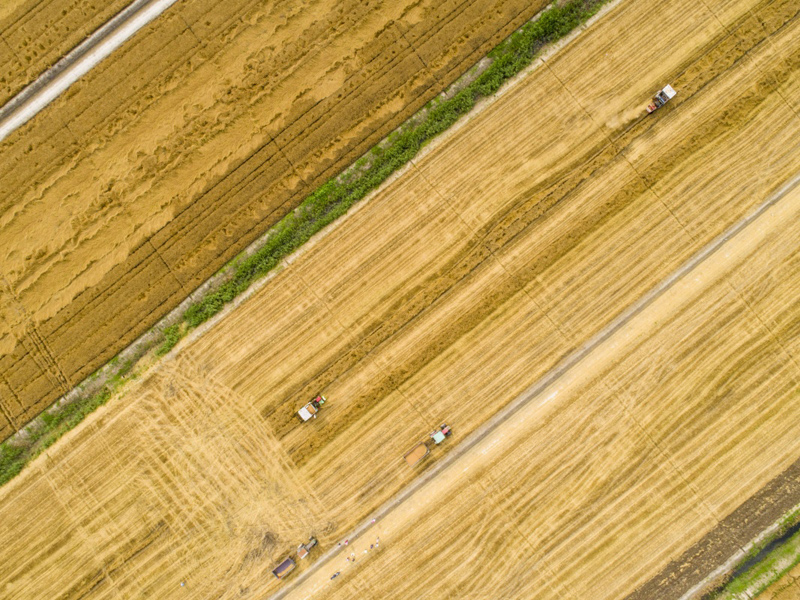 6月2日，江蘇海安農場職工駕駛收割機收割小麥（無人機拍攝）。