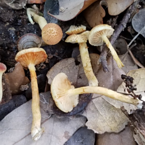 紅鱗裸傘