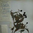 肖蒲桃族 肖蒲桃族