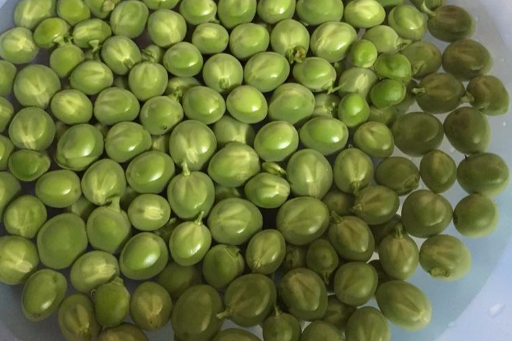 泡青豆 泡青豆