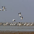 江西鄱陽湖國家級自然保護區