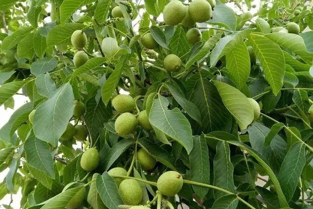 汾南1號 汾南1號