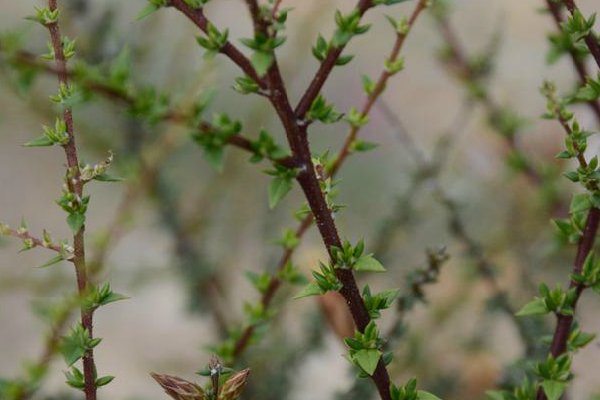 針葉帚菊 針葉帚菊